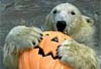 bear with pumpkin - Isa 1:14 Your new moons and your appointed feasts ..