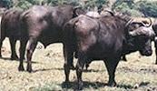 Water Buffaloes