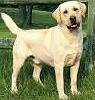 Yellow Labrador - file photo