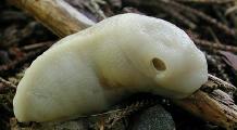 White Slug