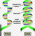 RNA - DNA