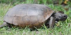 Image of Daytona Beach turtle