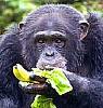 chimp  contemplating banana