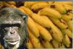 send bananas!