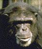 chimp